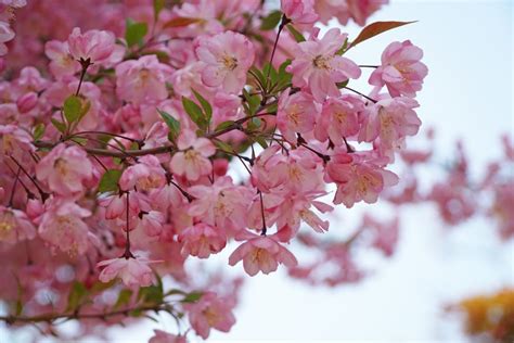 海棠植物|ハナカイドウ